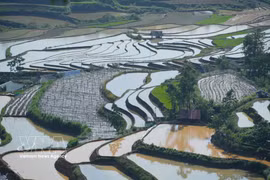 Le vert tendre des jeunes plants de riz mêlé aux reflets de l'eau dessine une scène bucolique d'une grande sérénité. Photo : VNA