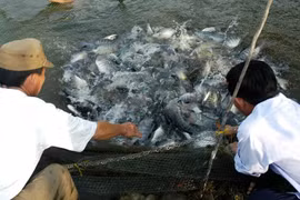 La chair de tilapia vietnamienne est très fraîche, délicieuse et nutritive. Photo: ministère de l'Agriculture et de l’Environnement