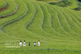 La beauté des rizières en terrasses de Mu Cang Chai, l'une des principales destinations touristiques du Nord-Ouest. Photo : VNA