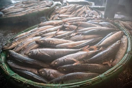 Sortie du four : un lot de poisson encore fumant. Photo : VNA