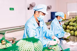 Conditionnement de fruits pour l'exportation chez la compagnie Vina T&T Group . Photo : nhandan.vn