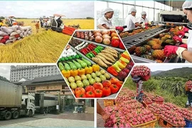 Le Vietnam a exporté pour 28,04 milliards de dollars de produits agricoles, sylvicoles et aquatiques au cours des cinq premiers mois de 2025. Photo : congthuong.vn
