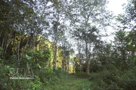 Jardin botanique extérieur de Pu Huong. Photo : VNA
