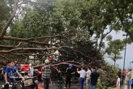 Dans l'après-midi du 29 mars 2026, plusieurs localités de la province de Lao Cai ont été frappées par une violente tempête. De nombreux arbres sont tombés et des centaines de maisons ont vu leurs toits arrachés. Photo : VNA