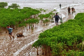 Le parc national de Xuan Thuy, situé dans le district de Giao Thuy (province de Nam Dinh), est la première zone humide d’Asie du Sud-Est à participer à la Convention internationale RAMSAR ; reconnue par l'UNESCO comme la zone centrale de la réserve mondiale de biosphère du delta du fleuve Rouge. Sur la photo : des gens exploitent des produits aquatiques et des fruits de mer sous la canopée de la forêt de mangrove dans le parc national de Xuan Thuy (Nam Dinh). Photo : Lam Khanh – VNA