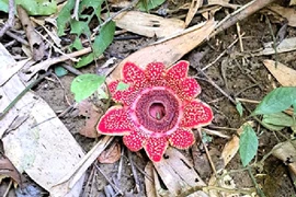La plante rare Sapria himalayana dans le Parc national de Phong Nha – Ke Bang. Photo: VNA