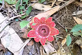 La plante rare Sapria himalayana dans le Parc national de Phong Nha – Ke Bang. Photo: VNA