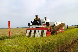 Promotion de la riziculture à faibles émissions associée à la croissance verte dans le delta du Mékong. Photo: VNA