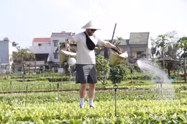 Un touriste apprécie l'expérience de la plantation de légumes, de la préparation du sol et de l'arrosage des plants au village maraîcher de Tra Que (quartier de Hoi An Tay, ville de Da Nang). Photo : VNA