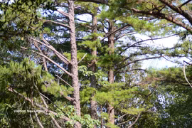 Le parc national de Bach Ma abrite de nombreux pins centenaires. Photo : VNA