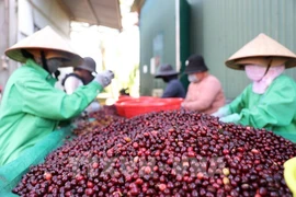 Le secteur du café vietnamien connaît une croissance exceptionnelle, atteignant de nouveaux sommets en volume comme en valeur.