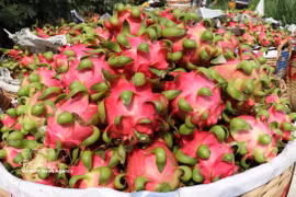 Le fruit du dragon de Cho Gao, dans la province de Dong Thap, bénéficie d'une protection collective de marque accordée par l'Office de la propriété intellectuelle. Photo : VNA