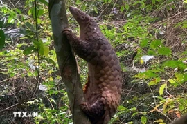 Les autorités de la province de Quang Ngai (Centre) ont procédé à la remise en liberté d'un pangolin rare dans son environnement naturel. Photo : VNA