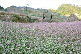 Floraison du sarrasin sur le plateau rocheux de Dong Van. Photo : VNA