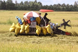 Les agriculteurs récoltent du riz dans la province de Sóc Trăng. Photio : VNA