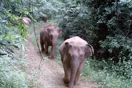 a province de Dong Nai constitue un habitat majeur, considéré comme le « foyer » du deuxième plus grand troupeau du pays avec environ 25 à 27 éléphants sauvages. Photo : VNA