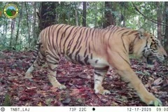 Quatre tigres de Sumatra repérés dans un parc national indonésien