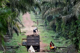 L'Indonésie a exporté 1,8 million de tonnes d'huile de palme vers le Moyen-Orient en 2025. Photo : REUTERS