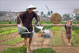 Des touristes découvrent le village maraîcher de Tra Que, à Hoi An, province de Quang Nam. (Photo : VNA)