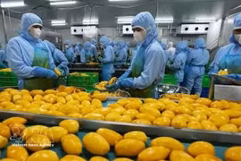 Ouvriers d'une entreprise de transformation alimentaire dans la province de Dong Nai. Photo : VNA