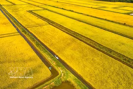 Une rizière dans la commune de Vĩnh Mỹ, province de Cà Mau, vue du ciel. Photo / VNA