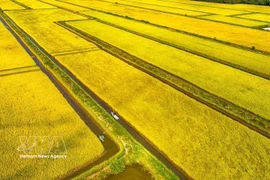 Une rizière dans la commune de Vĩnh Mỹ, province de Cà Mau, vue du ciel. Photo / VNA