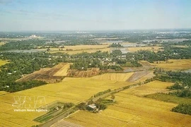 Ces dernières homologations soulignent la présence croissante du riz vietnamien sur l'un des marchés les plus exigeants au monde. (Photo : VNA)