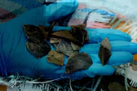 Des contrebandiers dissimulent la cargaison maritime transportée par camion d'Indonésie au Cambodge sous l'apparence de peaux de poissons séchés. Photo : Conseil des parcs nationaux