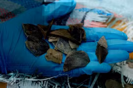 Des contrebandiers dissimulent la cargaison maritime transportée par camion d'Indonésie au Cambodge sous l'apparence de peaux de poissons séchés. Photo : Conseil des parcs nationaux