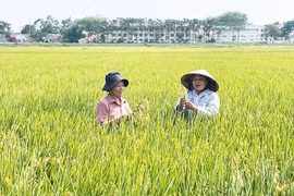 Vérification de la qualité du riz TBR225 dans la commune de Lien Mac dans le district de Me Linh de Hanoi. Photo : hanoimoi.vn