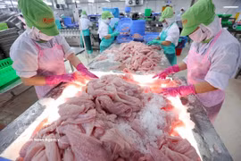 Tri et surgélation de filets de pangasius destinés à l'exportation dans l'usine de la Société par actions Go Dang, située dans l'ancienne province de Tiên Giang. Photo : VNA