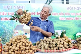Un agriculteur présente des longanes fraîchement récoltés lors d'un événement de promotion commerciale à Hung Yen le 20 août. (Photo : VNA)