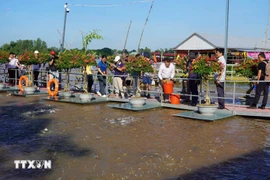 Le delta du Mékong se profile comme l'un des territoires touristiques les plus dynamiques du Vietnam en 2024, avec une croissance spectaculaire qui ne cesse de surprendre les observateurs. Photo . VNA