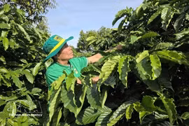 Un agriculteur s'occupe de sa plantation de café exploitée selon un modèle de culture intelligent. Photo : VNA