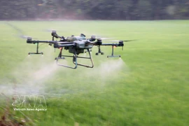 Agriculteurs d’An Giang utilisant des drones pour l’épandage de produits phytosanitaires, permettant de réduire les coûts, les efforts et le temps. Photo : VNA
