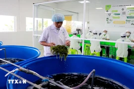 Les algues sont soigneusement préparées par les ouvriers avant d'être transformées. Photo : VNA