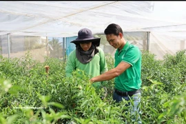 M. Nguyen Viet Tu (à droite) et un technicien de la coopérative vérifient le champ de piments forts prêts à être récoltés pour l'exportation vers les pays européens. Photo : VNA