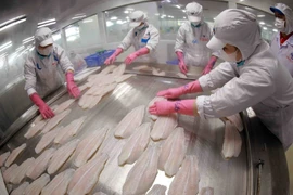 Congélation de filets de poisson-chat destinés à l'exportation dans une usine du groupe Sao Mai. (Photo : VNA)