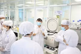 Des experts travaillent au laboratoire de cellules souches de l'Université des sciences, rattachée à l'Université nationale du Vietnam, à Hô Chi Minh-Ville. (Photo : sggp.org.vn)