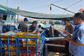 Au Centre du Vietnam, les pêcheurs modernisent leurs pratiques grâce aux technologies numériques et aux modèles de production en mer. Photo : VNA