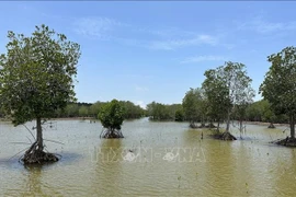 Une zone de mangrove restaurée dans la commune de Vinh Hau, province de Ca Mau. Photo : VNA