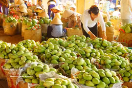 Les mangues de Dông Tháp sont aujourd'hui exportées vers de nombreux pays à travers le monde. Photo : VNA