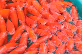 Les carpes rouges qui servent à Táo Quân de véhicule pour monter au ciel. Photo : VNA