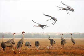 La grue antigone, espèce rare inscrite au Livre Rouge mondial et classée en danger critique d'extinction, est depuis des décennies un symbole emblématique du Parc national de Tràm Chim et de la province de Dong Thap, au cœur du delta du Mékong. Photo : VNA