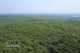 Le Vietnam compte plus de 900 000 hectares de plantations d'hévéas, dont plus de 60 % sont exploitées par de petits exploitants. Photo VNA/VNS