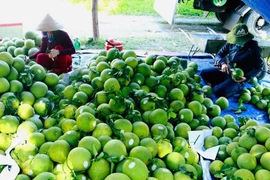 Le Vietnam vise 65 milliards de dollars d’exportations agricoles en 2025. Photo : VNA