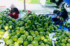 Le Vietnam vise 65 milliards de dollars d’exportations agricoles en 2025. Photo : VNA