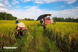 BAD et BIDV : 250 millions de dollars pour l’agriculture verte vietnamienne