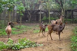 Les cerfs sont soignés dans le parc national de Cúc Phương. Photo : VNA