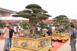 Les espaces d’exposition consacrés aux fleurs, plantes et organismes d’ornement, emblématiques du printemps et de la culture du Têt, seront renforcés à la première Foire du Printemps 2026. Photo : VNA